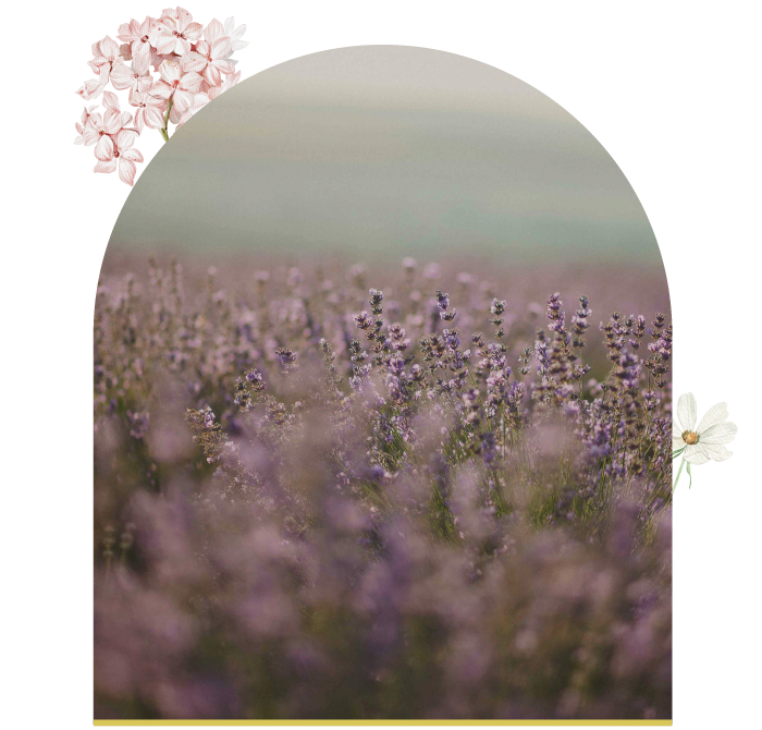 20240524 Aroma Mobile Only Assets V2 06 Sky Resources Aroma Alchemy